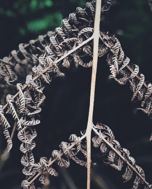 A close-up shot of the intricately woven vines of a Kazurabashi bridge in Iya Valley, with the clear, flowing river visible below. The image highlights the craftsmanship and natural materials used in constructing these unique bridges.
