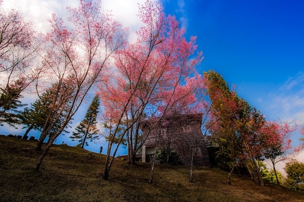 A panoramic view of Hirosaki Castle surrounded by a moat filled with fallen cherry blossom petals, creating a pink carpet-like effect, with clear blue skies and lush green trees in the background.