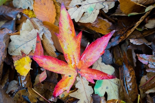 A close-up shot of vibrant maple leaves changing color, showcasing the details of the foliage.