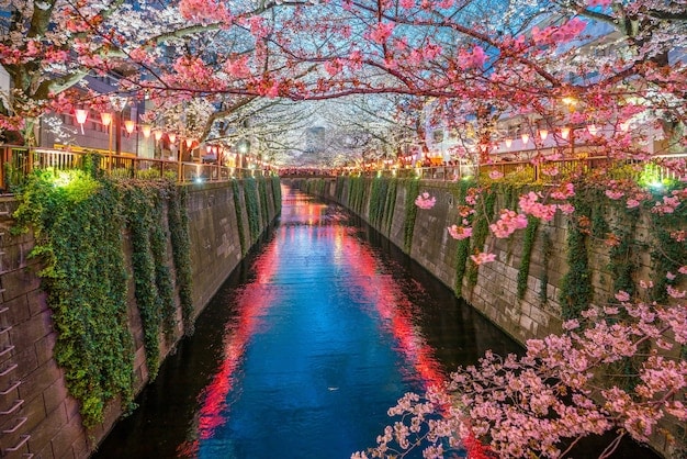 A panoramic view of the Philosopher's Path in Kyoto, Japan, with cherry blossom trees in full bloom lining both sides of the canal.