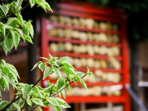 Sustainable Shopping Japan: US Guide to Eco-Friendly Brands