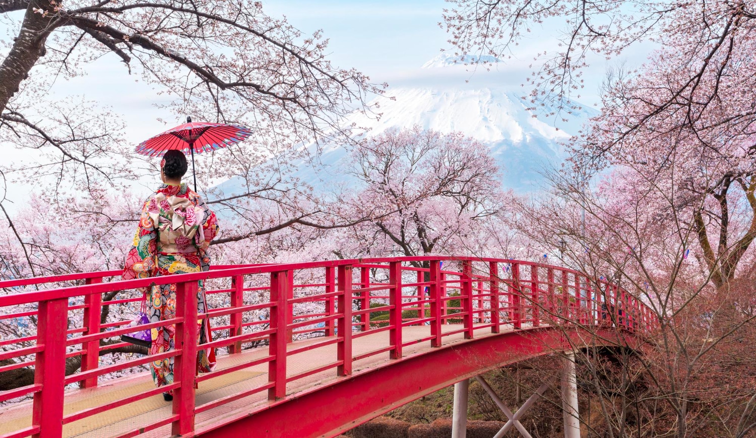 Cherry Blossom Season in Japan.