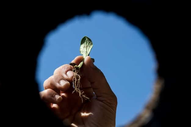 Hands holding a small, sprouting plant in soil, symbolizing growth, renewal, and valuing resources.